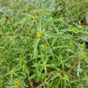 Euphorbia davidii at Jerrabomberra, ACT - 23 Feb 2021 04:35 PM