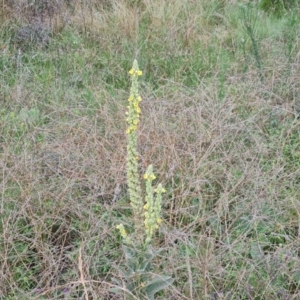 Verbascum thapsus subsp. thapsus at Jerrabomberra, ACT - 23 Feb 2021