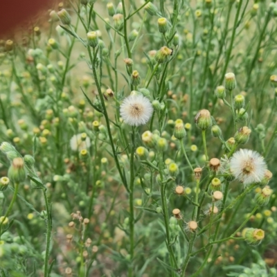 Erigeron bonariensis (Flaxleaf Fleabane) at Jerrabomberra, ACT - 23 Feb 2021 by Mike