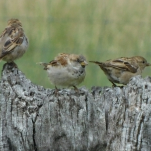 Passer domesticus at Symonston, ACT - 24 Feb 2021