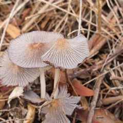Coprinellus etc. (An Inkcap) at Acton, ACT - 6 Mar 2020 by sbittinger