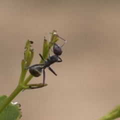 Camponotus suffusus (Golden-tailed sugar ant) at Higgins, ACT - 24 Feb 2021 by AlisonMilton