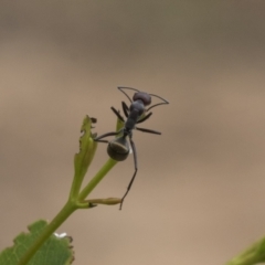 Camponotus suffusus at Higgins, ACT - 24 Feb 2021 11:24 AM