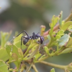 Camponotus suffusus at Higgins, ACT - 24 Feb 2021 11:24 AM