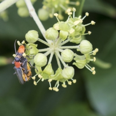 Chauliognathus tricolor (Tricolor soldier beetle) at Higgins, ACT - 24 Feb 2021 by AlisonMilton