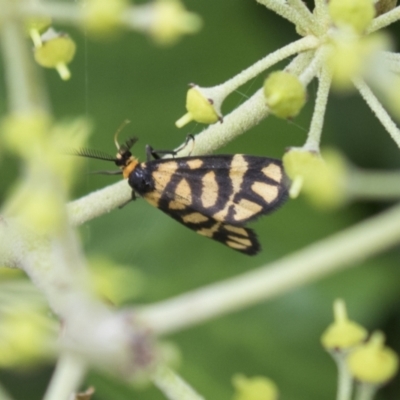 Asura lydia (Lydia Lichen Moth) at Higgins, ACT - 24 Feb 2021 by AlisonMilton