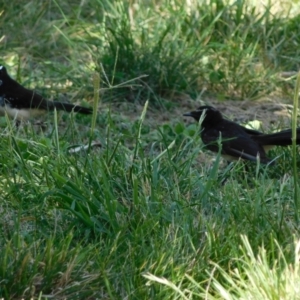 Rhipidura leucophrys at Symonston, ACT - 22 Feb 2021