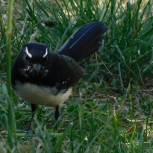 Rhipidura leucophrys at Symonston, ACT - 22 Feb 2021