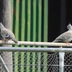 Ocyphaps lophotes (Crested Pigeon) at Symonston, ACT - 23 Feb 2021 by CallumBraeRuralProperty