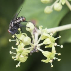 Sarcophagidae sp. (family) (Unidentified flesh fly) at Higgins, ACT - 24 Feb 2021 by AlisonMilton