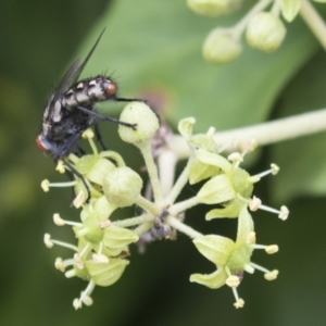 Sarcophagidae (family) at Higgins, ACT - 24 Feb 2021 12:00 PM