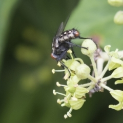 Sarcophagidae (family) at Higgins, ACT - 24 Feb 2021 12:00 PM