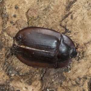 Pterohelaeus piceus at Higgins, ACT - 8 Feb 2021 10:58 AM