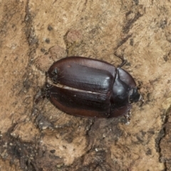 Pterohelaeus piceus at Higgins, ACT - 8 Feb 2021 10:58 AM