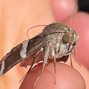 Grammodes oculicola at Macgregor, ACT - 6 Feb 2021 11:48 AM