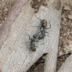 Camponotus aeneopilosus (A Golden-tailed sugar ant) at Higgins, ACT - 8 Feb 2021 by AlisonMilton