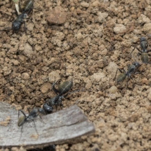 Camponotus aeneopilosus at Higgins, ACT - 8 Feb 2021 11:10 AM