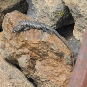 Egernia cunninghami at Symonston, ACT - 23 Feb 2021 04:10 PM