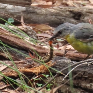 Cormocephalus aurantiipes at Paddys River, ACT - 23 Feb 2021