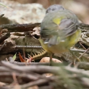 Cormocephalus aurantiipes at Paddys River, ACT - 23 Feb 2021 11:49 AM