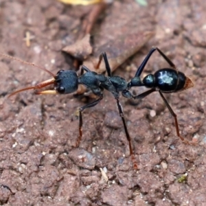 Myrmecia tarsata at Paddys River, ACT - 23 Feb 2021 02:53 PM