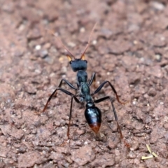 Myrmecia tarsata at Paddys River, ACT - 23 Feb 2021 02:53 PM