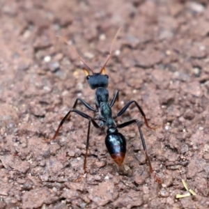 Myrmecia tarsata at Paddys River, ACT - 23 Feb 2021