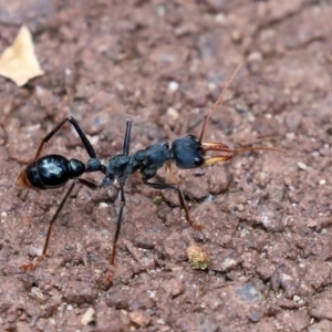 Myrmecia tarsata at Paddys River, ACT - 23 Feb 2021 02:53 PM