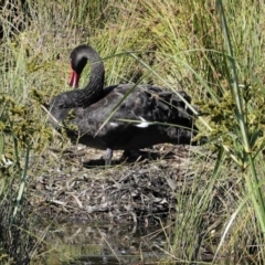 Cygnus atratus (Black Swan) at Tuggeranong Creek to Monash Grassland - 21 Feb 2021 by JackyF