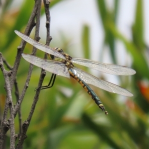 Hemicordulia tau at Paddys River, ACT - 23 Feb 2021 01:20 PM