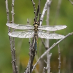 Hemicordulia tau at Paddys River, ACT - 23 Feb 2021