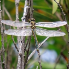 Hemicordulia tau at Paddys River, ACT - 23 Feb 2021 01:20 PM