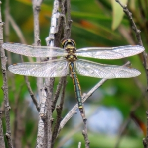 Hemicordulia tau at Paddys River, ACT - 23 Feb 2021 01:20 PM