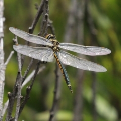 Hemicordulia tau at Paddys River, ACT - 23 Feb 2021 01:20 PM