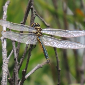 Hemicordulia tau at Paddys River, ACT - 23 Feb 2021 01:20 PM