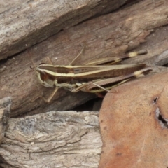 Macrotona australis (Common Macrotona Grasshopper) at Tidbinbilla Nature Reserve - 23 Feb 2021 by RodDeb