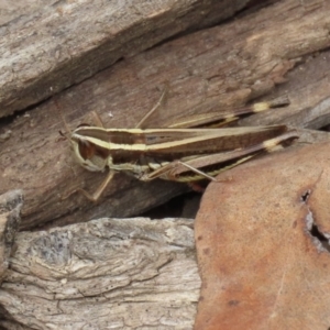 Macrotona australis at Paddys River, ACT - 23 Feb 2021 01:23 PM