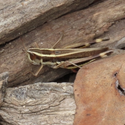 Macrotona australis (Common Macrotona Grasshopper) at Paddys River, ACT - 23 Feb 2021 by RodDeb