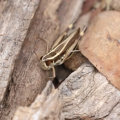 Macrotona australis at Paddys River, ACT - 23 Feb 2021