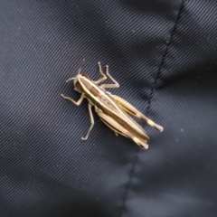 Macrotona australis at Paddys River, ACT - 23 Feb 2021 01:23 PM