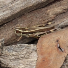 Macrotona australis at Paddys River, ACT - 23 Feb 2021