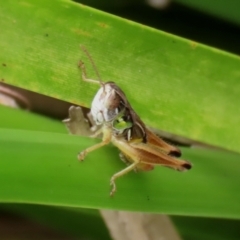 Kosciuscola cognatus (A grasshopper) at Tidbinbilla Nature Reserve - 23 Feb 2021 by RodDeb