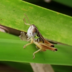 Kosciuscola cognatus (A grasshopper) at Paddys River, ACT - 23 Feb 2021 by RodDeb