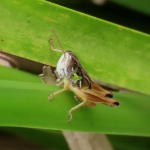 Kosciuscola cognatus at Paddys River, ACT - 23 Feb 2021