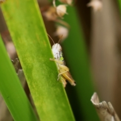 Kosciuscola cognatus at Paddys River, ACT - 23 Feb 2021