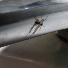 Ephemeroptera (order) (Unidentified Mayfly) at Paddys River, ACT - 23 Feb 2021 by RodDeb