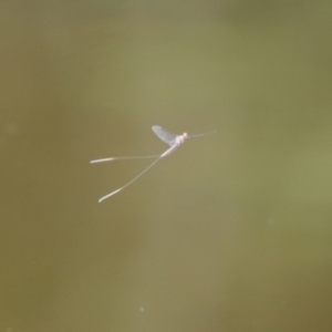 Ephemeroptera (order) at Paddys River, ACT - 23 Feb 2021