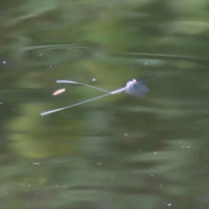 Ephemeroptera (order) at Paddys River, ACT - 23 Feb 2021