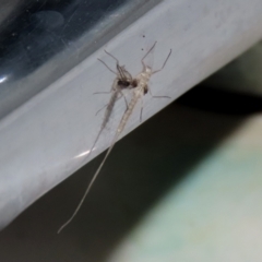 Ephemeroptera (order) at Paddys River, ACT - 23 Feb 2021