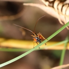 Echthromorpha intricatoria (Cream-spotted Ichneumon) at Tidbinbilla Nature Reserve - 23 Feb 2021 by RodDeb